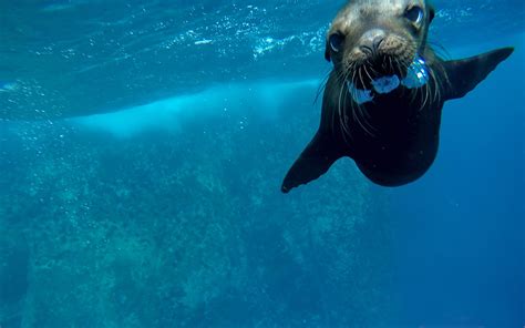 Seal closeup – Enno Oldigs – Photography