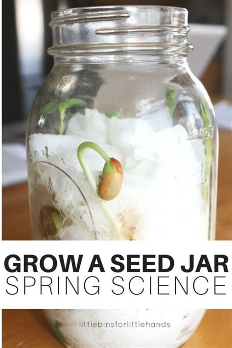 Seed germination experiment – Artofit