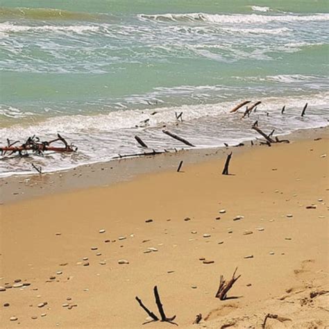 Resti Di Alberi In Spiaggia Ad Eraclea Minoa I Turisti Abbandonano Il