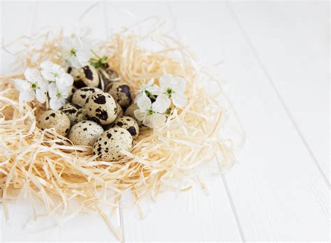 Nest with quail eggs 4370484 Stock Photo at Vecteezy