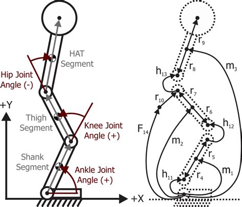 Left D Human Biomechanical Model Including Hip Knee And Ankle