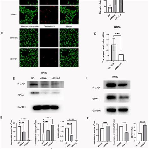 cdh  reduce  sensitivity  oscc cells  ferroptosis