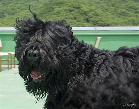 9 Large Dog Breeds With Curly Hair (With Pictures) | National Canine ...