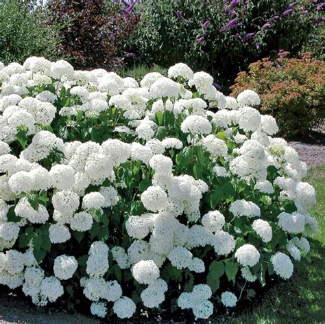 Hydrangea arborescens ‘Annabelle’ – One Earth Botanical