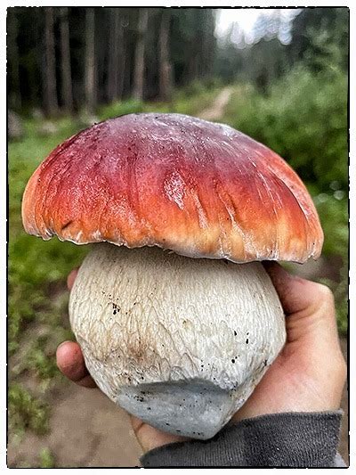 Edible Mushrooms - How To Identify While Foraging For Food In The Wild - Spinfuel Wellness