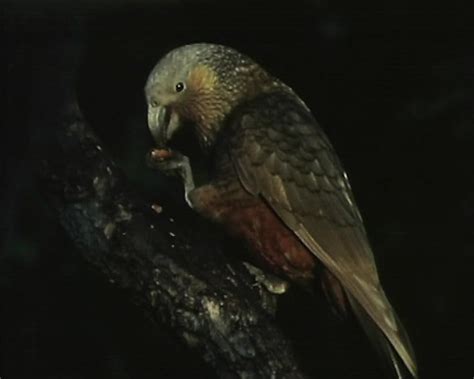 Kakapo - Night Parrot | New Zealand Geographic