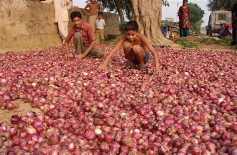 प्याज के उत्पादन में 15 प्रतिशत से अधिक गिरावट का अनुमान आलू भी होगा कम