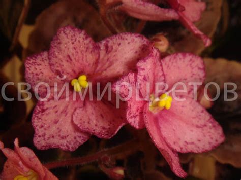 Фиалка Buckeye Cherry Freckles — Коллекция и селекция Емельяновой Ольги