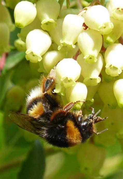 Les meilleures plantes mellifères par saison Plantes mellifères