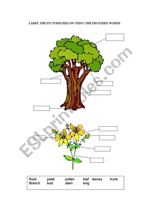 Parts Of Tree Worksheet