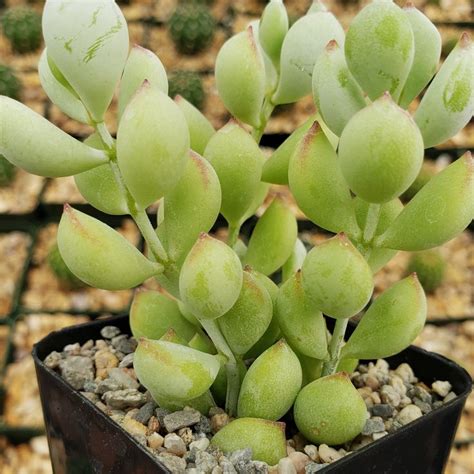 Cotyledon Pendens Cliff Cotyledon Rare Succulents Succulents