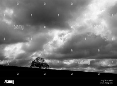 Green Trees On Hillside Black And White Stock Photos Images Alamy