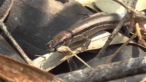 Can Garden Skinks Swim Fasci Garden
