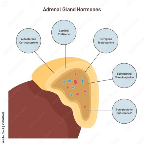 Endocrine System Glands And Hormones