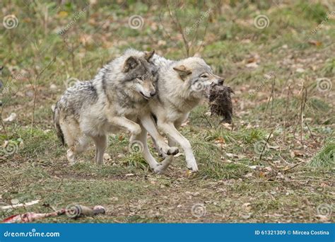 Wolves Pack Stock Photo - Image: 61321309