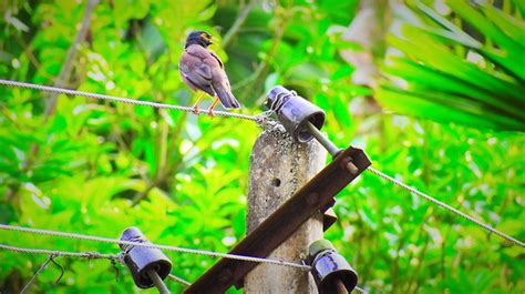 Natur Vogel Tierwelt Kostenloses Foto Auf Pixabay