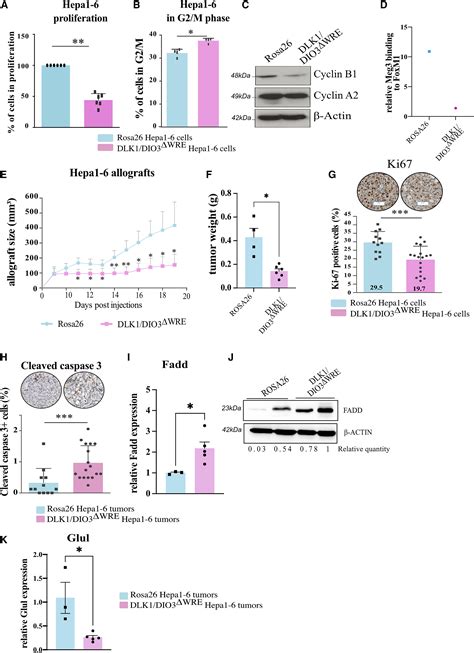 Dlk Dio Locus Upregulation By A Catenin Dependent Enhancer Drives