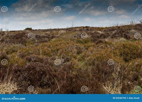 UK habitat moorland stock image. Image of conservation - 52546793