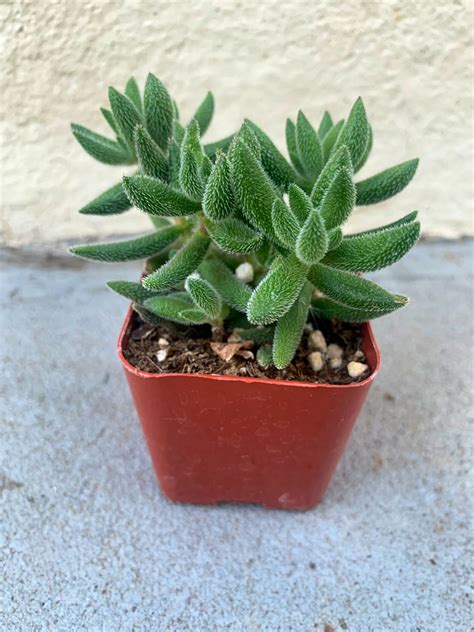 Fuzzy Crassula Mesembryanthemoides 2 Inch Potted Rustic Etsy