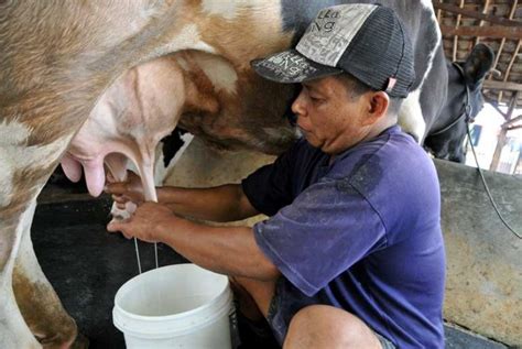 Incredible Asosiasi Peternak Sapi Perah Indonesia