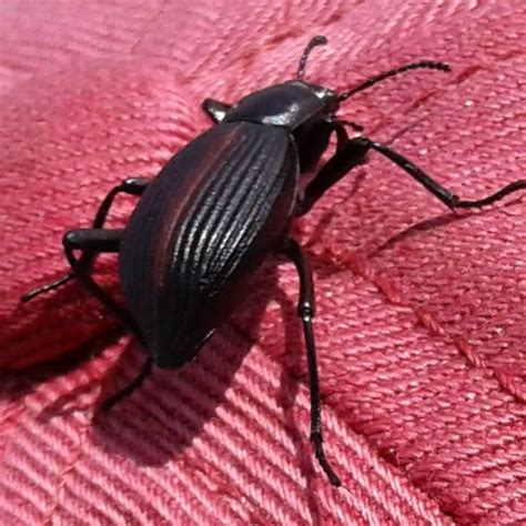 Desert Stink Beetle Eleodes Eleodes Hispilabris Bugguide Net