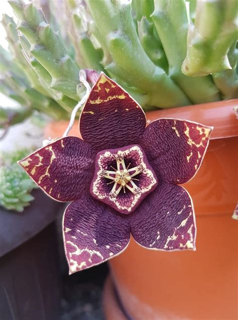 Orbea Variegata Cactus Flowers