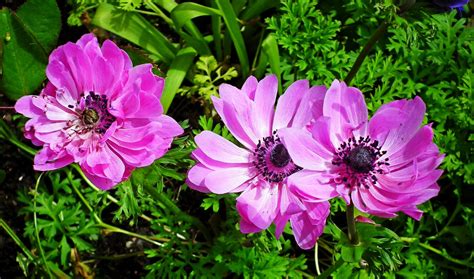 Anemones Flowers Pink - Free photo on Pixabay - Pixabay