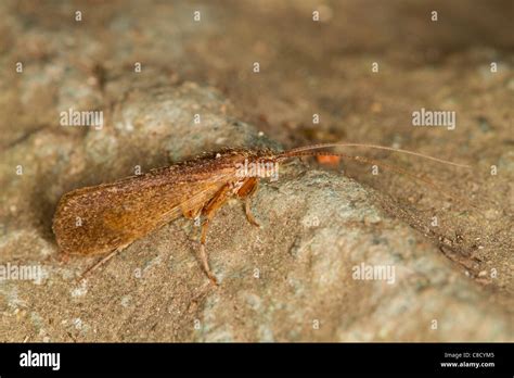 Trichoptera Caddisfly Fotograf As E Im Genes De Alta Resoluci N Alamy