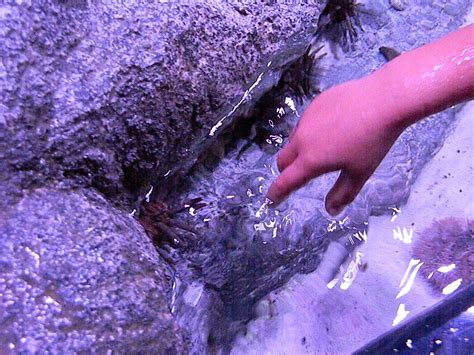 Tutus And Choo Choos Sea Life Aquarium