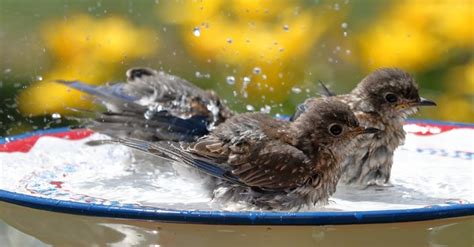 5 Tips To Attract Birds In A Small Urban Space Lyric Wild Bird Food