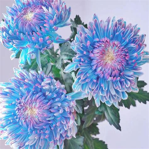 Starry Sky Peony Chrysanthemum Seeds