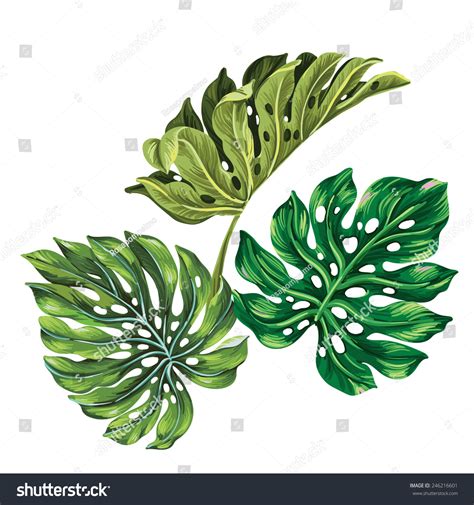 3 Vector Tropical Palm Leaves Realistic Stock Vector 246216601 - Shutterstock