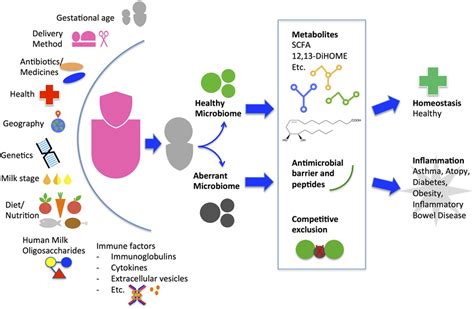 Frontiers Mothers Milk A Purposeful Contribution To The Development Of The Infant Microbiota