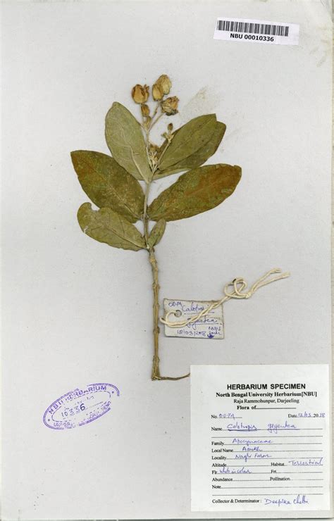 Calotropis Gigantea L Dryand Nbu Herbarium