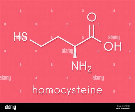 Homocysteine Hcy Biomarker Molecule Increased Levels Indicate