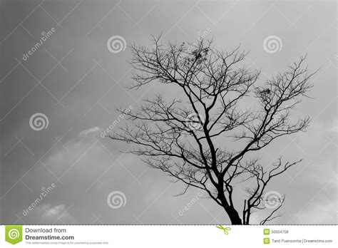 Arbre Mort De Silhouette Photo Stock Image Du Seul Normal