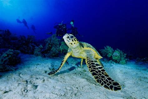 Premium Photo Egypt Red Sea Scuba Diving Sea Turtle Caretta Caretta And Divers