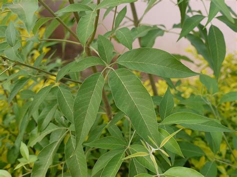 Buy Vitex Negundo Veli Nochi Vennochi Vellai Nochi Lekki Live Plant