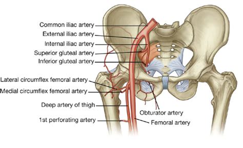 Inferior Gluteal Artery