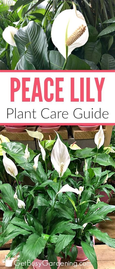 Peace Lily Plant Care Guide How To Grow A Peace Lily Peace Lily Plant Peace Lily Plant Care