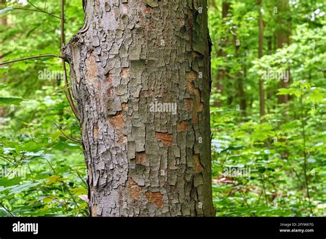 Tronco De Un Arce De Sicamore Con Una Corteza T Pica Acer