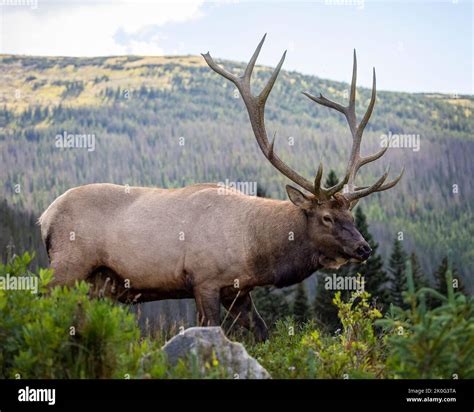 Bull Elk Cervus Canadensis Nelsoni Walking Broadside In Search Of