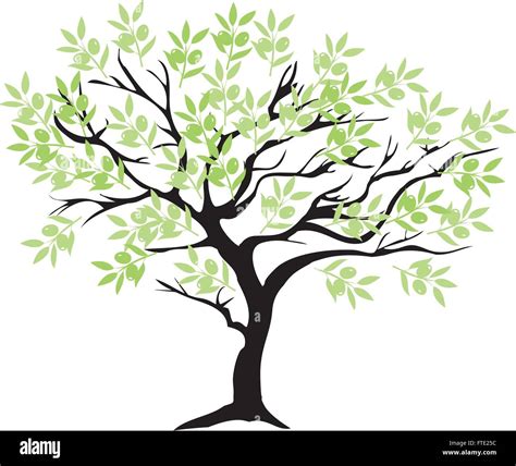 Vector Illustration Of An Olive Tree Stock Vector Image Art Alamy