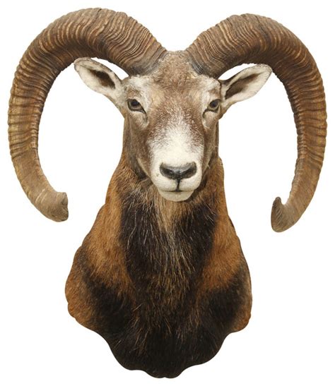 Aries Png Ram Tekenen Clip Art Library