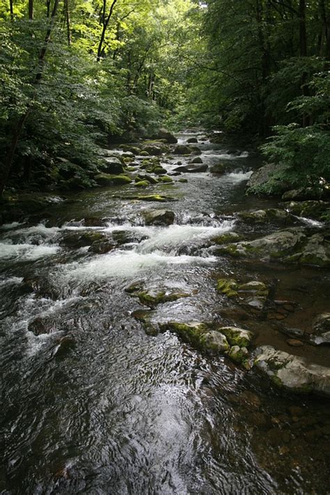 Bachlauf Wald Natur Kostenloses Foto Auf Pixabay