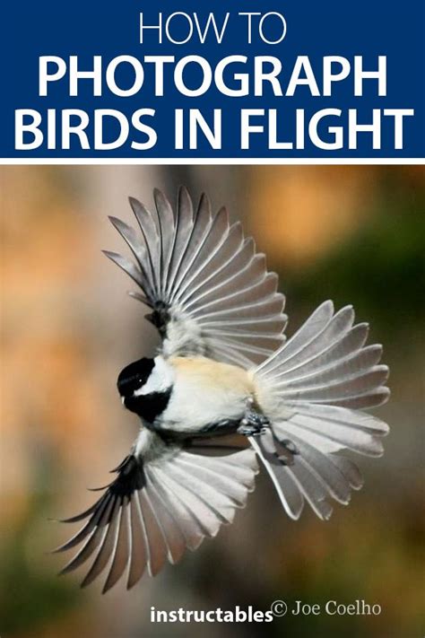 How To Photograph Birds In Flight The Easy Way Artofit