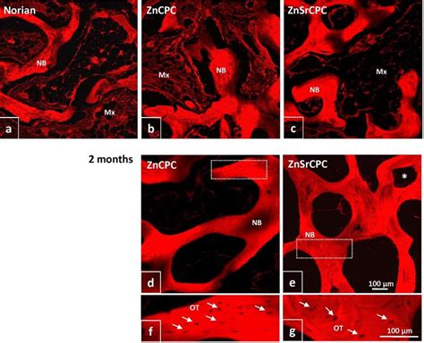 Confocal Fluorescent Micrographs Of Histological H E Stained Sections