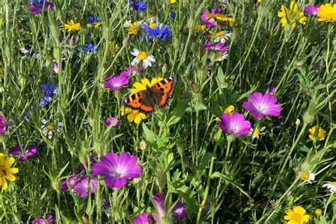 When To Sow Wildflower Seeds Landlife Wildflower