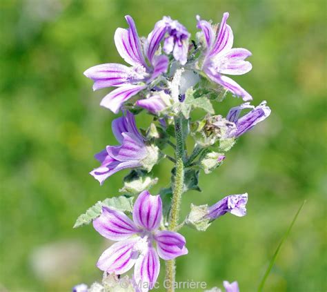 Les Snats Malva Multiflora Lavat Re De Cr Te