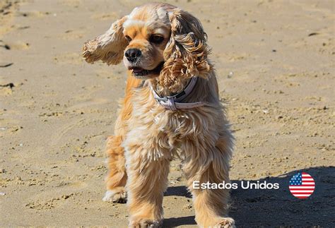 Perros raza COCKER SPANIEL AMERICANO características y fotografías